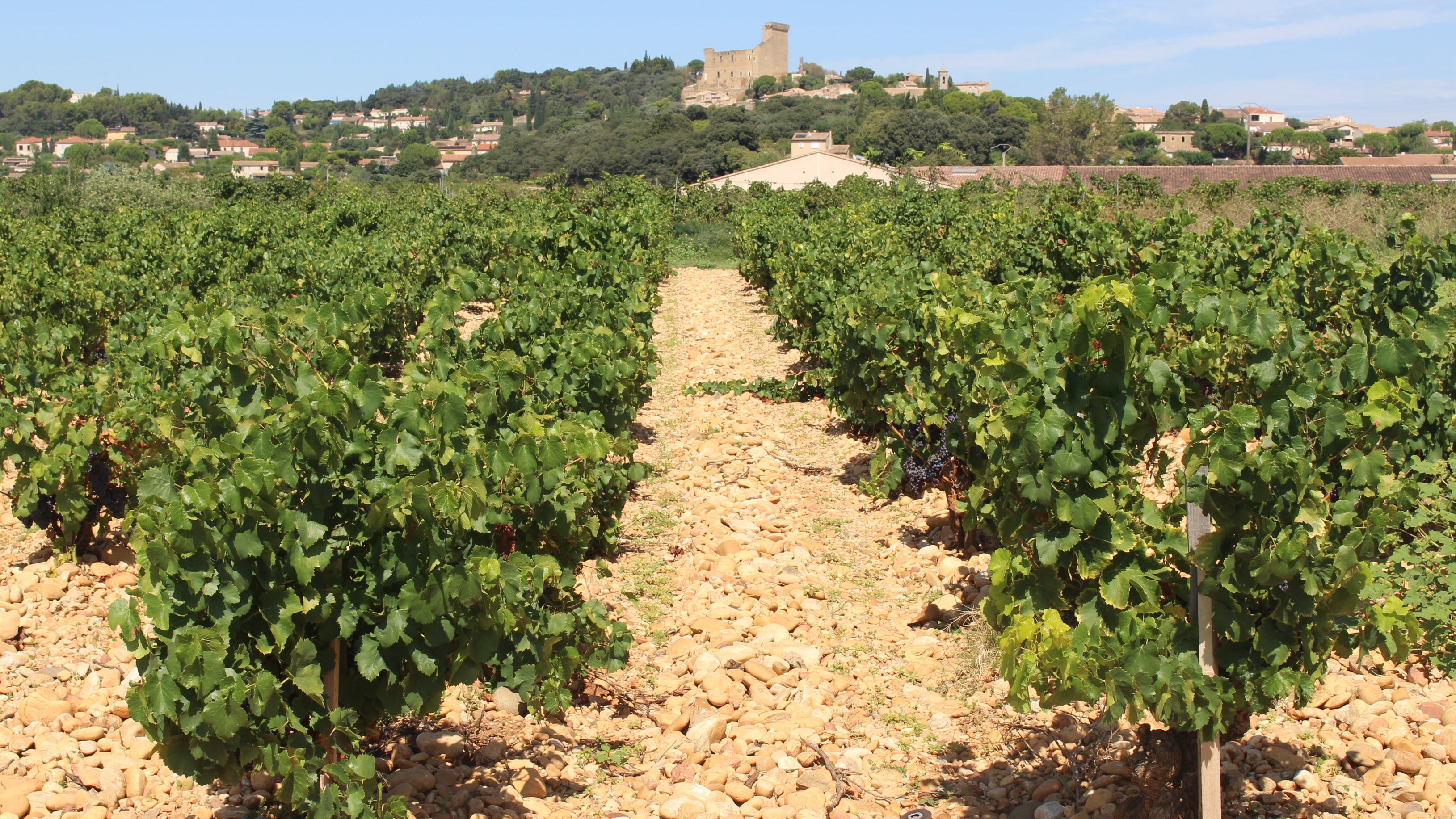 Vineyard with rows of grapevines and a castle in the background under a clear blue sky.